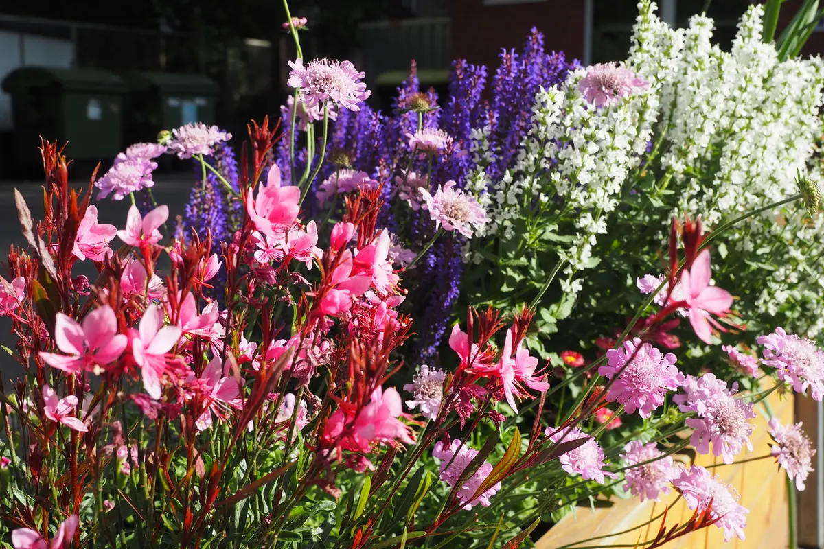 Rosa, lila und weiße Blüten in einem sonnigen Holzkasten
