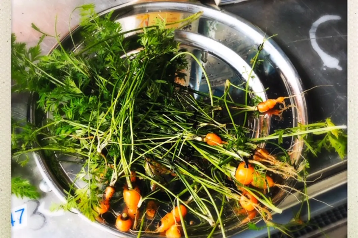 Mehrere kleine orangefarbene Babykarotten mit Grün in einer Edelstahlschüssel auf Arbeitsfläche