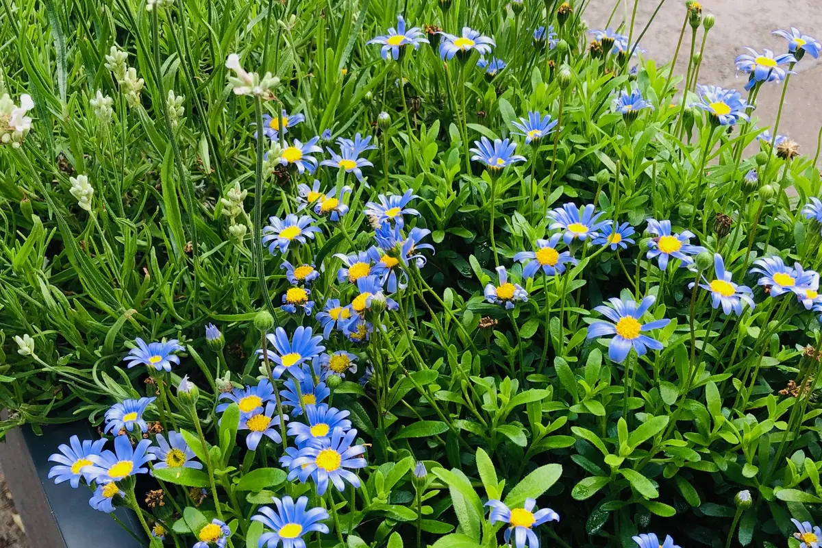 Blau-gelbe Margariten und weiße Lavendelähnliche Blüten in dichtem Grün in einer Pflanzschale vor Gehweg