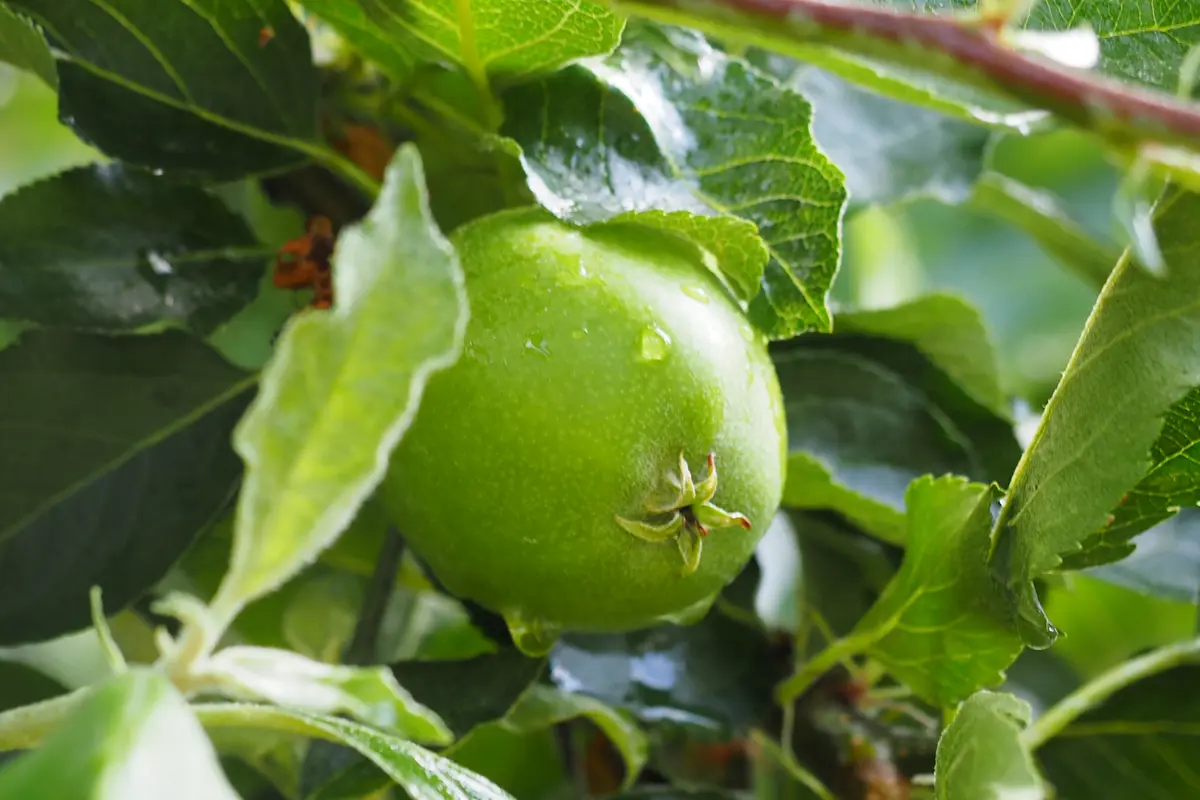 Grüner Apfel mit Wassertropfen am Ast, umgeben von grünen Blättern
