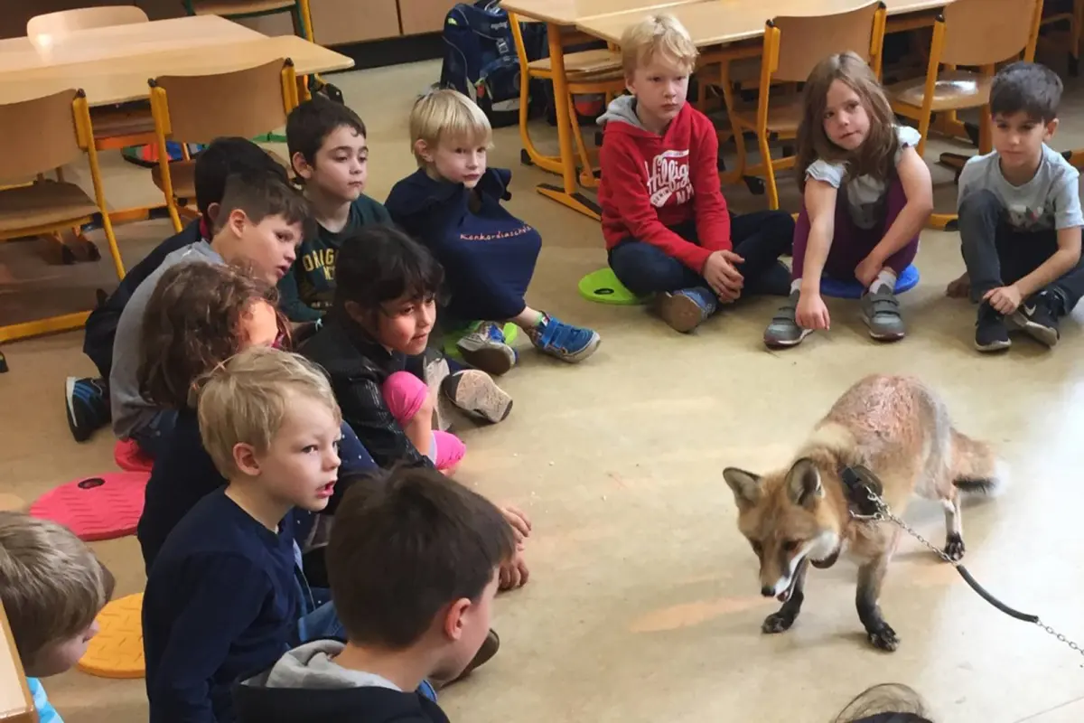Kinder sitzen im Kreis im Klassenzimmer und beobachten einen angeleinten Rotfuchs auf dem Boden.