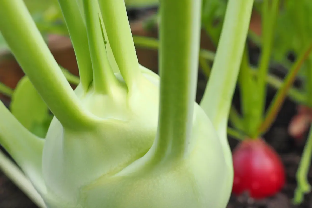 Grüner Kohlrabi mit aufrechten Stängeln im Beet, im Hintergrund eine rote Radieschenknolle im Erdreich