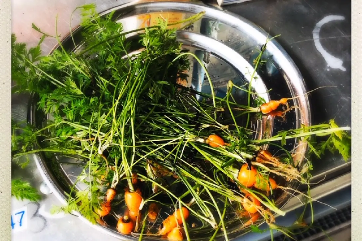 Kleine orange Karotten mit grünen Blättern in einer Edelstahlschüssel auf Küchenarbeitsfläche