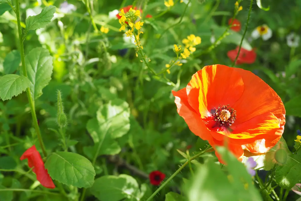 Rote Mohnblüte im Sonnenschein vor grünem Blattwerk und kleinen gelben Wildblüten