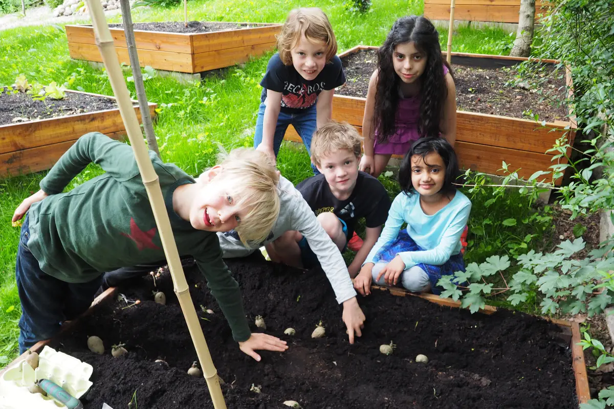 Mehrere Kinder knien an einem Hochbeet und setzen Knollen in dunkle Gartenerde